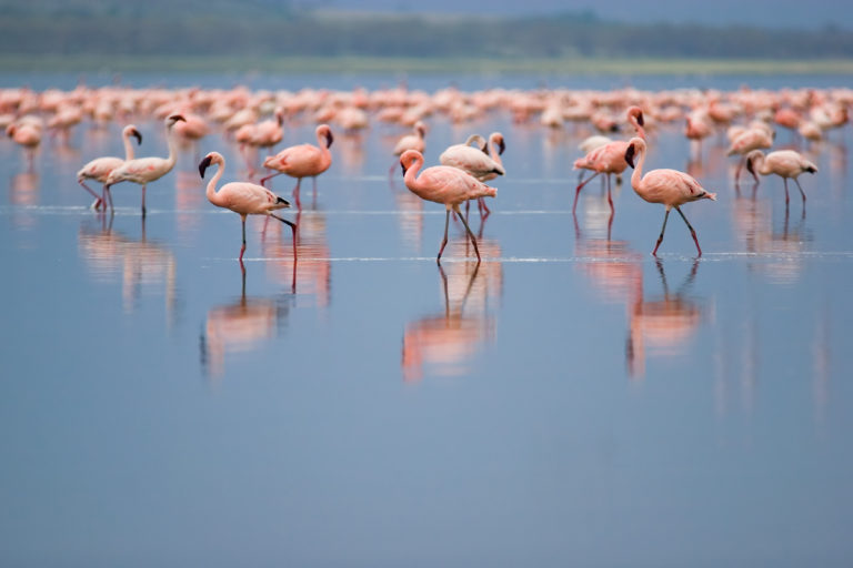 Flamencos en Almería